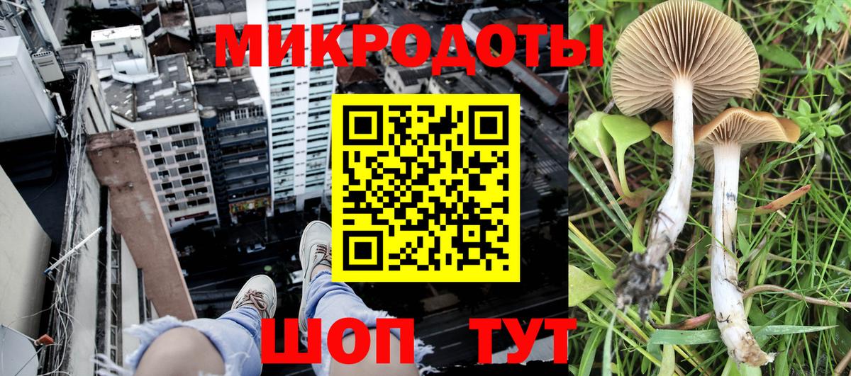 Псилоцибиновые грибы мицелий Краснознаменск